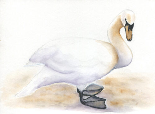 279 Pensive swan