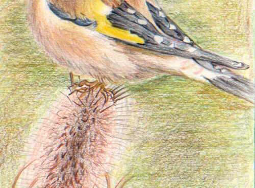 63 Goldfinch on teasle